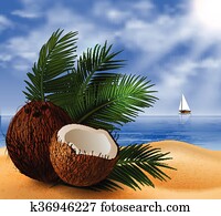 Coconut tropical nut fruit Coconut tropical nut fruit