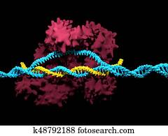 CRISPR-Cas9 CRISPR-Cas9