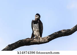 Martial Eagle