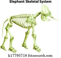 Skeletal System of an Elephant Skeletal System of an Elephant