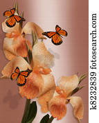 Butterflies and lilies Butterflies and lilies