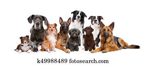 Group of nine dogs Group of nine dogs