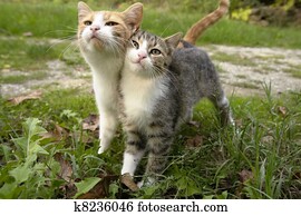 Kitten Friends Kitten Friends