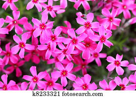 Phlox Phlox