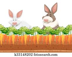 Two rabbits in carrot garden Two rabbits in carrot garden