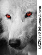 White Wolf White Wolf