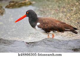 American oystercatcher on Santiago Island in Galapagos National Park, Ecuador.
