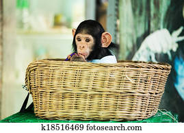 chimpanzee baby bannan
