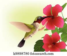 kolibri, mit, rote blume kolibri, mit, rote blume