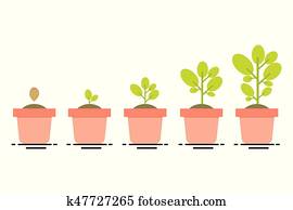 plant growing stages plant growing stages