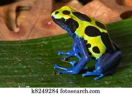 poison dart frog