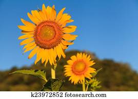 Sunflower Sunflower