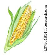 Watercolor Corn Painting Watercolor Corn Painting
