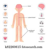 מערכת עצבים אנושית