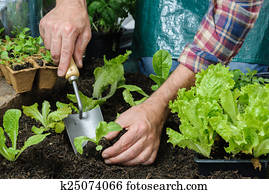 Farmer planting young seedlings Farmer planting young seedlings