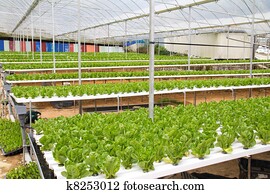 Hydroponic Stock Fotos | 1000+ Hydroponic Bilder | Fotosearch