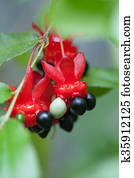 Mickey mouse tree, ochnaceae Mickey mouse tree, ochnaceae