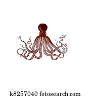 octopus octopus