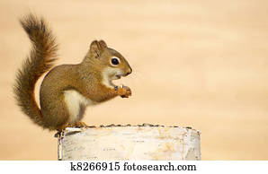 Baby squirrel. Baby squirrel.