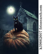 Black cat Black cat