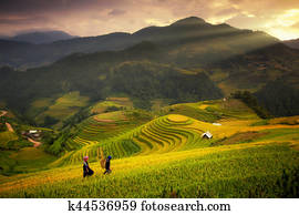 campos arroz, ligado, terraced, de, mu, Cang, chai