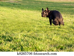 Pooping Photos | Our Top 1000+ Pooping Stock Images | Fotosearch