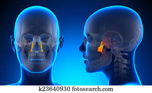 Female Palatine Skull Anatomy - blue concept Female Palatine Skull Anatomy - blue concept