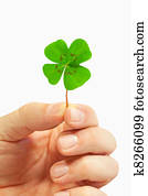 four leaf clover