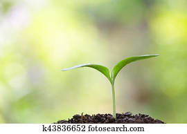Growing sprout Growing sprout