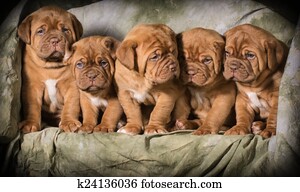 maca filhotes cachorro