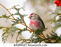 macho, comum, redpoll, em, winter.