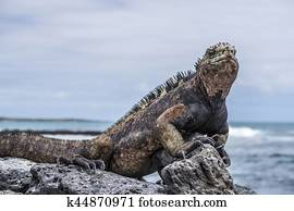 marine Iguana at the beach