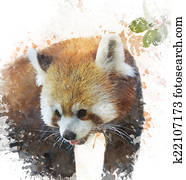 Watercolor Image Of Red Panda Watercolor Image Of Red Panda