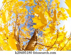 Yellow maple tree leaves composition over sky