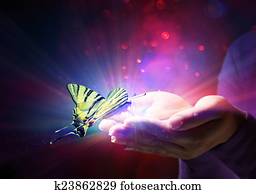 פרפר, ב, ידיים, -, פאיריטאל