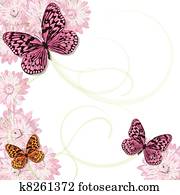 פרפרים, ו, חינניות, הזמנה