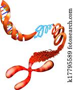 DNA chromosome DNA chromosome