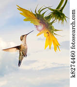 Hummingbird sunflower concept. Hummingbird sunflower concept.