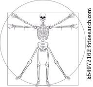 Skeleton Da Vinci Vitruvian Man Skeleton Da Vinci Vitruvian Man