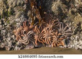 starfish on volcanic rock