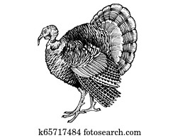 Turkey. Vintage retro style classic illustration for steak house, menu, package Turkey. Vintage retro style classic illustration for steak house, menu, package