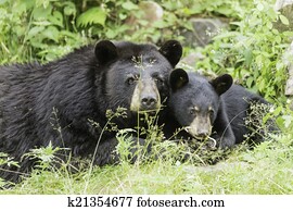 Black bear and cub Black bear and cub
