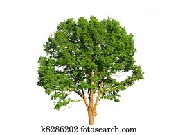 Green tree isolated on white