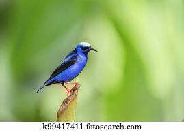Red-legged honeycreeper, Cyanerpes cyaneus, La Fortuna, Costa Rica