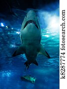 Shark silhouette underwater Shark silhouette underwater
