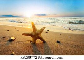 starfish, ligado, a, ensolarado, verão, praia