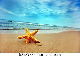 Starfish Starfish