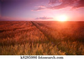 Sunset field scenery