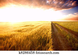 Sunset field Sunset field