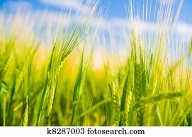 trigo, field., agricultura